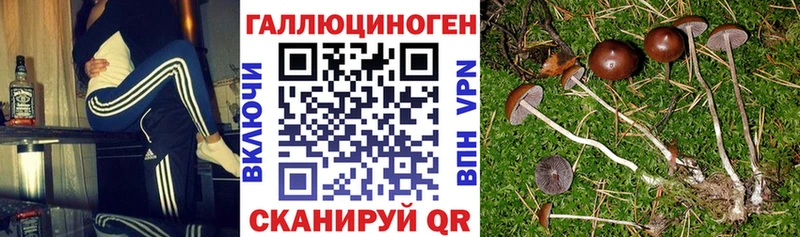 Псилоцибиновые грибы Psilocybe  blacksprut ссылки  Волгоград  купить наркотики сайты 